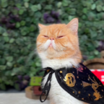 предсказания кота харитона, 14.08.26